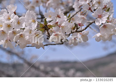 クローズアップ 満開の虎山千本桜 山里の春 東秩父村 クローズアップ 満開の虎山千本桜 山里の春 東秩父村 133010285