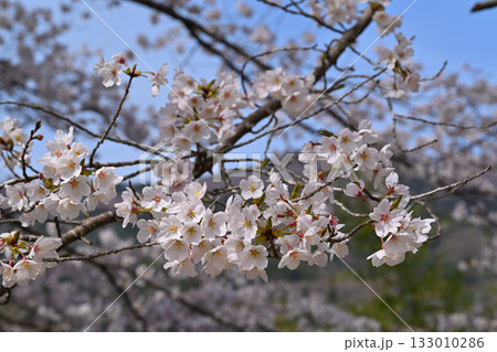 クローズアップ　満開の虎山千本桜　山里の春　東秩父村 133010286