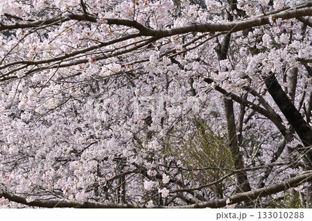 満開の虎山千本桜　山里の春　東秩父村 133010288