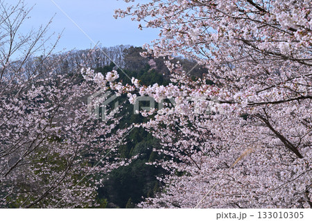 満開の虎山千本桜 山里の春 東秩父村 満開の虎山千本桜 山里の春 東秩父村 133010305