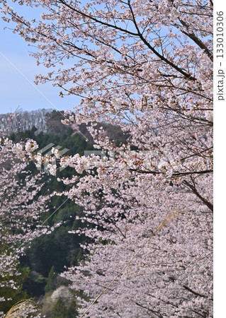 満開の虎山千本桜 山里の春 東秩父村 満開の虎山千本桜 山里の春 東秩父村 133010306