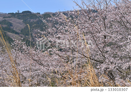 満開の虎山千本桜　山里の春　東秩父村 133010307