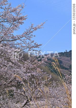 満開の虎山千本桜 山里の春 東秩父村 満開の虎山千本桜 山里の春 東秩父村 133010308