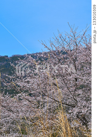 満開の虎山千本桜　山里の春　東秩父村 133010309