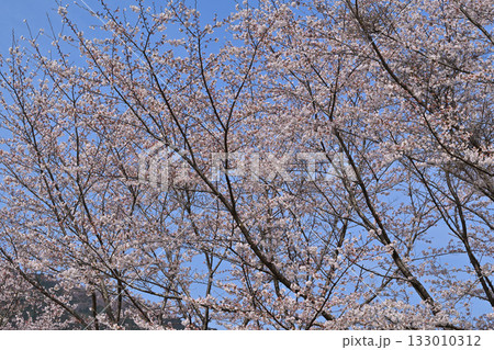 満開の虎山千本桜　山里の春　東秩父村 133010312