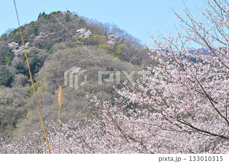 満開の虎山千本桜　山里の春　東秩父村 133010315