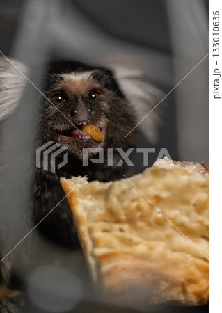 marmoset is happily eating a piece of food in a dimly lit indoor area. Its expressive face shows joy as it savors the snack providing a cute moment of animal behavior. marmoset is happily eating a piece of food in a dimly lit indoor area. Its expressive face shows joy as it savors the snack providing a cute moment of animal behavior. 133010636