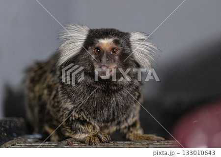 small marmoset with fluffy ears and dark fur stands alert gazing at the viewer. The setting is indoors with soft lighting creating a calm atmosphere. small marmoset with fluffy ears and dark fur stands alert gazing at the viewer. The setting is indoors with soft lighting creating a calm atmosphere. 133010643