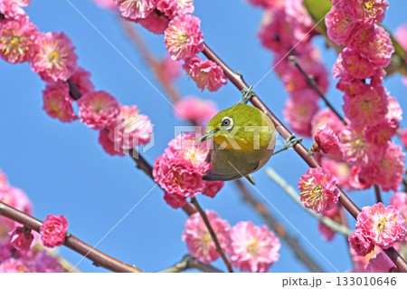 満開の紅梅にメジロさん （ 春イメージ ）（ 春うららかイメージ ） 133010646