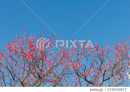 青空に映える紅梅 133010917