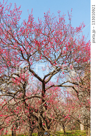 青空に映える紅梅 133010921
