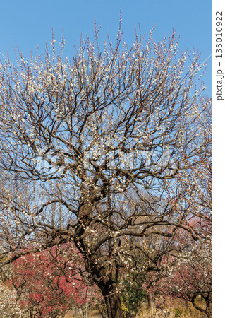 梅園の咲きそろった紅白の梅 梅園の咲きそろった紅白の梅 133010922