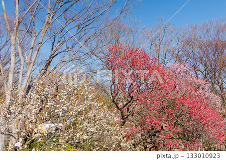 青空に映える紅梅 133010923