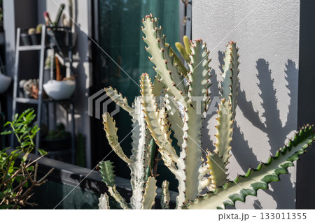 Close up of Euphorbia lactea 'White Ghost' planting as houseplants. 'White Ghost' is an almost totally white form which lacks the chlorophyll-bearing tissues necessary to produce green stems. Close up of Euphorbia lactea 'White Ghost' planting as houseplants. 'White Ghost' is an almost totally white form which lacks the chlorophyll-bearing tissues necessary to produce green stems. 133011355