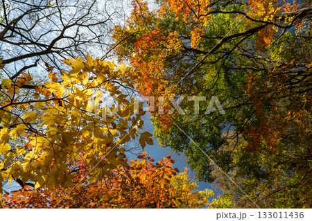 もみじが美しい熊本の紅葉スポット 133011436