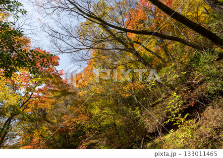 もみじが美しい熊本の紅葉スポット もみじが美しい熊本の紅葉スポット 133011465