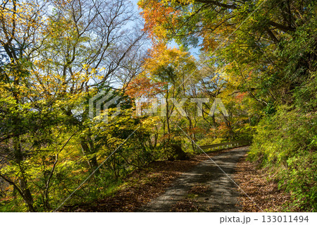 もみじが美しい熊本の紅葉スポット もみじが美しい熊本の紅葉スポット 133011494