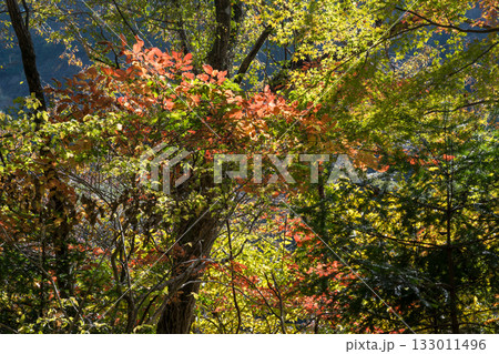 もみじが美しい熊本の紅葉スポット もみじが美しい熊本の紅葉スポット 133011496