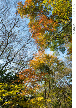 もみじが美しい熊本の紅葉スポット 133011497