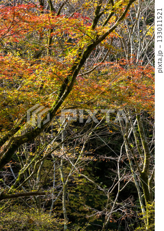 もみじが美しい熊本の紅葉スポット 133011521