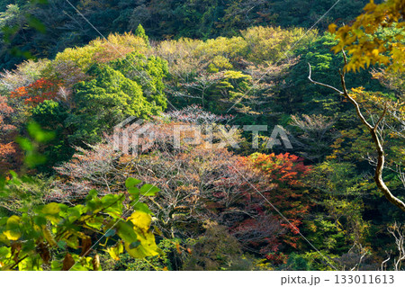 もみじが美しい熊本の紅葉スポット もみじが美しい熊本の紅葉スポット 133011613