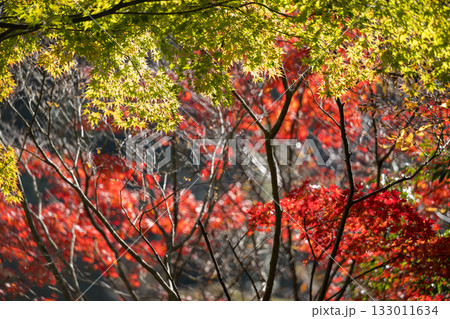 もみじが美しい熊本の紅葉スポット もみじが美しい熊本の紅葉スポット 133011634