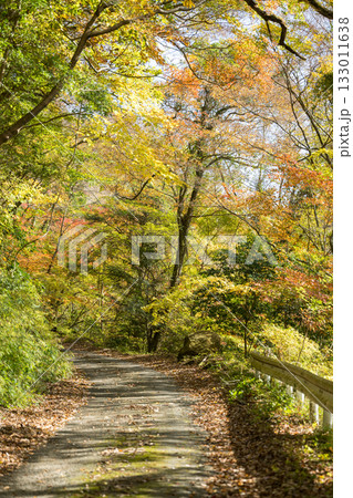 もみじが美しい熊本の紅葉スポット もみじが美しい熊本の紅葉スポット 133011638