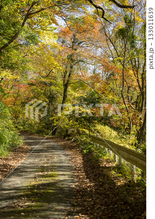 もみじが美しい熊本の紅葉スポット もみじが美しい熊本の紅葉スポット 133011639