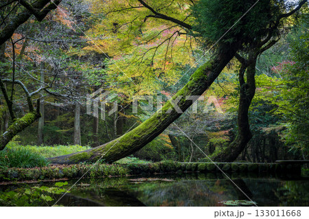 もみじが美しい熊本の紅葉スポット 133011668