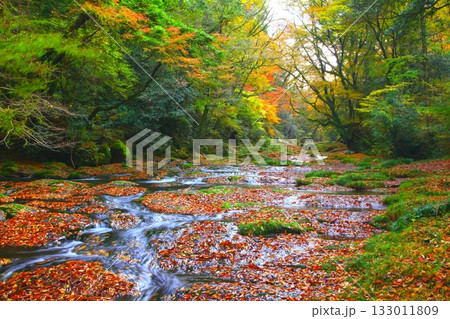 秋の菊池渓谷（熊本県菊池市） 133011809