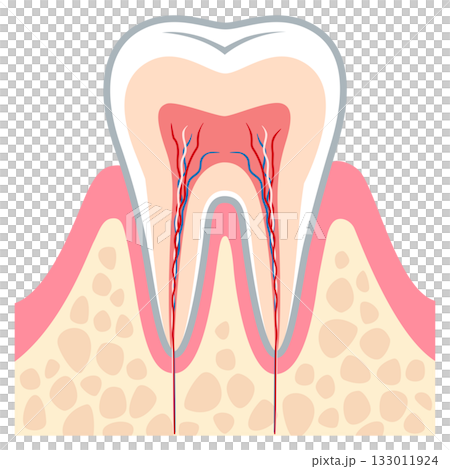 健康な歯の断面図　歯の内部構造 133011924