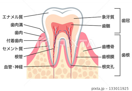 健康な歯の断面図 歯の内部構造 健康な歯の断面図 歯の内部構造 133011925