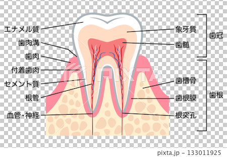 Cross-section of a healthy tooth Internal structure of a tooth Cross-section of a healthy tooth Internal structure of a tooth 133011925