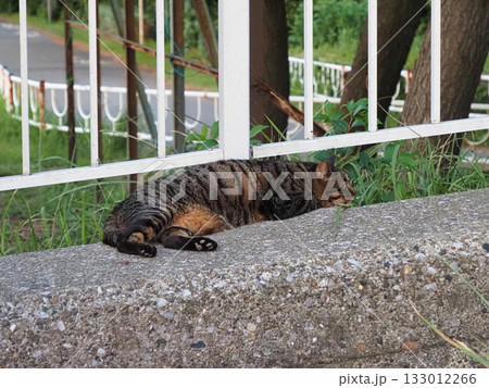 階段で寝る猫 133012266