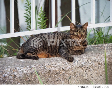 見つめる猫 見つめる猫 133012290