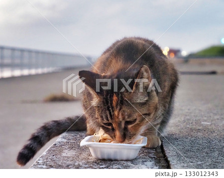 ご飯を食べる猫 133012343