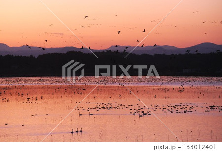 夕景 水鳥 白鳥 夕景 水鳥 白鳥 133012401