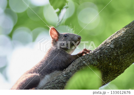 エゾリス 夏 エゾリス 夏 133012676