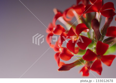 赤いカランコエ 133012678