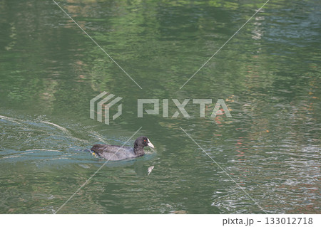 琵琶湖疏水を泳ぐオオバン 京都市 琵琶湖疏水を泳ぐオオバン 京都市 133012718