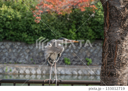 琵琶湖疏水沿いの柵の上に立つアオサギ　京都市 133012719