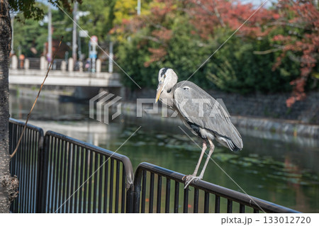 琵琶湖疏水沿いの柵の上に立つアオサギ　京都市 133012720