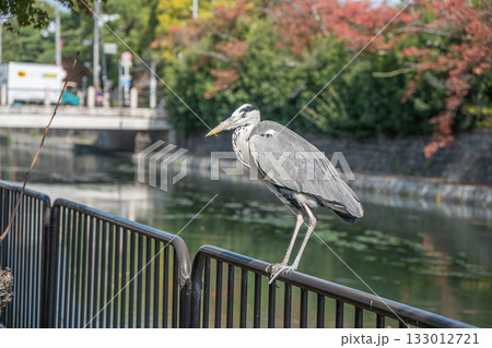 琵琶湖疏水沿いの柵の上に立つアオサギ 京都市 琵琶湖疏水沿いの柵の上に立つアオサギ 京都市 133012721
