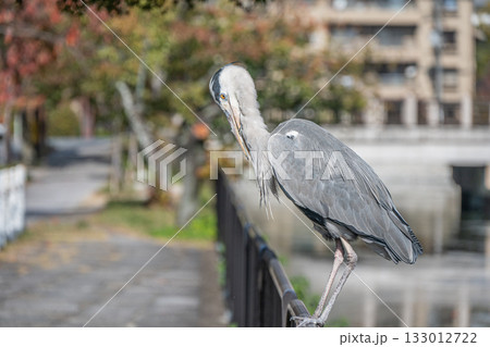 柵の上で羽づくろいするアオサギ　京都市 133012722