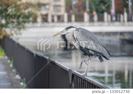 琵琶湖疏水沿いの柵の上に立つアオサギ　京都市 133012730