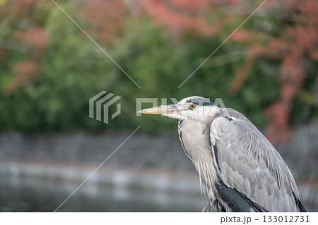 琵琶湖疏水沿いの柵の上に立つアオサギ　京都市 133012731