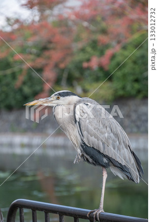 琵琶湖疏水沿いの柵の上に立つアオサギ　京都市 133012732