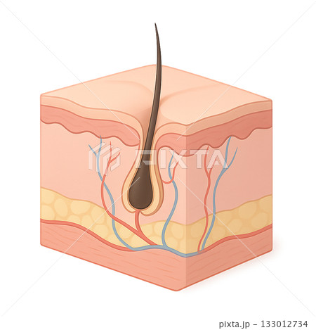 皮膚の断面構造と毛根の仕組みを描いた図、 皮膚層と毛穴構造を解説する医学教育用イラスト、 表皮・真皮 皮膚の断面構造と毛根の仕組みを描いた図、 皮膚層と毛穴構造を解説する医学教育用イラスト、 表皮・真皮 133012734