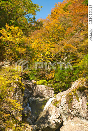 みたらい渓谷の紅葉 【奈良県天川村】 みたらい渓谷の紅葉 【奈良県天川村】 133013118