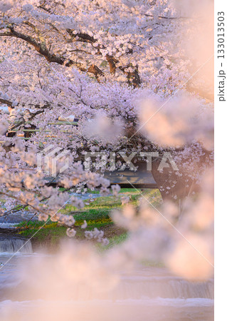 観音寺川の桜 春の風景 観音寺川の桜 春の風景 133013503